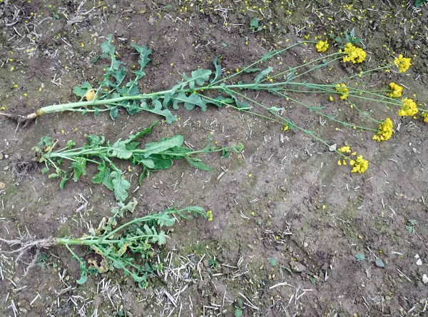 Mimoř&aacute;dně siln&yacute; projev virov&eacute; infekce - zakrněn&iacute; rostlin (2 rostliny vpravo)