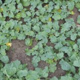 Nejpoužívanější kompletní herbicidní řešení v řepce Nejpoužívanější kompletní herbicidní řešení v řepce