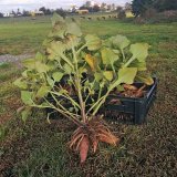 Jakon a&nbsp;jeho pěstov&aacute;n&iacute; v&nbsp;podm&iacute;nk&aacute;ch Česk&eacute; republiky