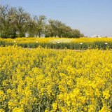 Odrůdy ozim&eacute; řepky pro nov&yacute; z&aacute;sev