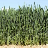 Živ&aacute; voda jm&eacute;nem Mandarin