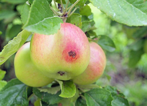 Závrtek obaleče jablečného Závrtek obaleče jablečného
