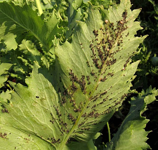 M&scaron;ice makov&aacute;