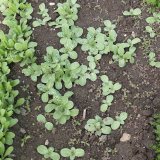 Skvrnitosti listů ostropestřece mari&aacute;nsk&eacute;ho