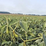 Počas&iacute; a&nbsp;v&yacute;sledky odrůdov&yacute;ch pokusů se s&oacute;jou v&nbsp;roce 2017
