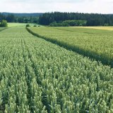 LG Mocca - nejv&yacute;nosněj&scaron;&iacute; p&scaron;enice na trhu