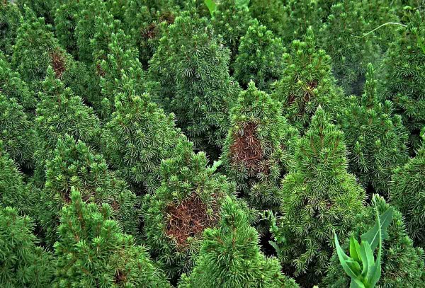 Poškození sviluškami - Picea glauca Poškození sviluškami - Picea glauca