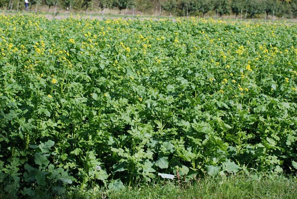 Meziplodiny v&yacute;znamně potlačuj&iacute; pleveln&eacute; rostliny