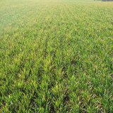 Přezimování, jarní mrazy a poškození ozimů Přezimování, jarní mrazy a poškození ozimů