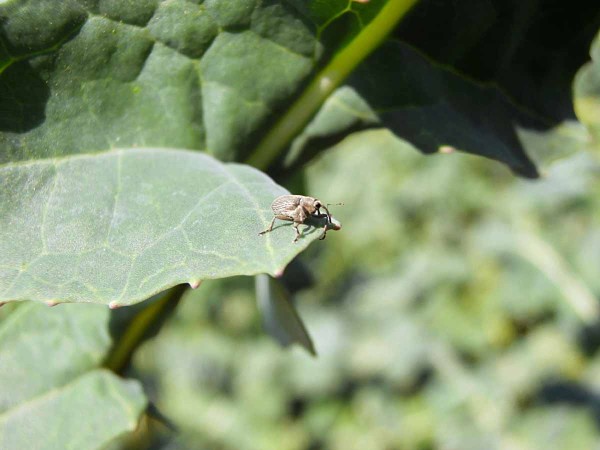 Krytonosec řepkový Krytonosec řepkový