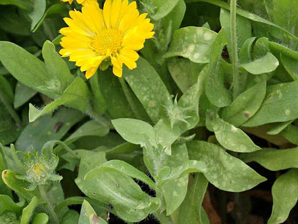 Bílá snětivost měsíčku Bílá snětivost měsíčku