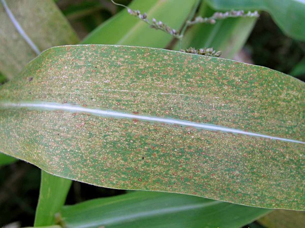 Příznaky napadení patogeny Kabatiella zeae a Bipolaris sp. Příznaky napadení patogeny Kabatiella zeae a Bipolaris sp.