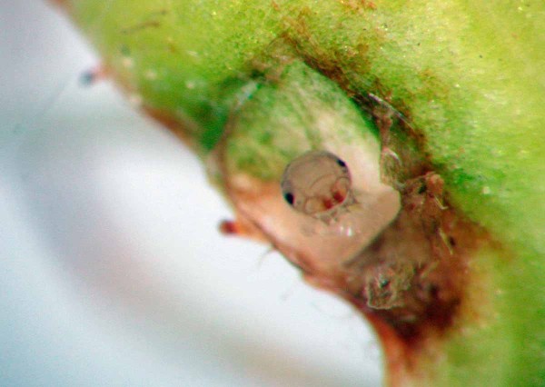 L&iacute;hnouc&iacute; se housenice pilatky v&nbsp;kali&scaron;n&iacute;m listu sli&not;voně