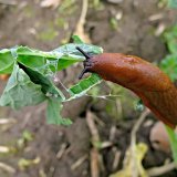 Aktu&aacute;ln&iacute; přehled ochrany poln&iacute;ch plodin - srpen a&nbsp;z&aacute;ř&iacute; 2017