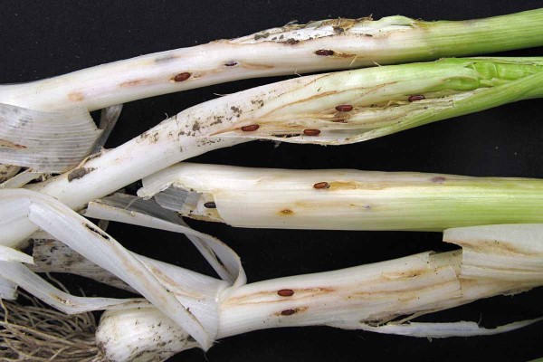 Vrtalka p&oacute;rov&aacute;