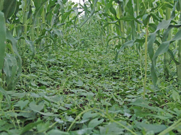 Obr. 6: Opletka obecn&aacute; může při nevhodn&eacute;m v&yacute;běru herbicidu způsobovat velk&eacute; probl&eacute;my