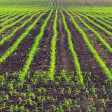 S japonskými bojovníky po boku S japonskými bojovníky po boku