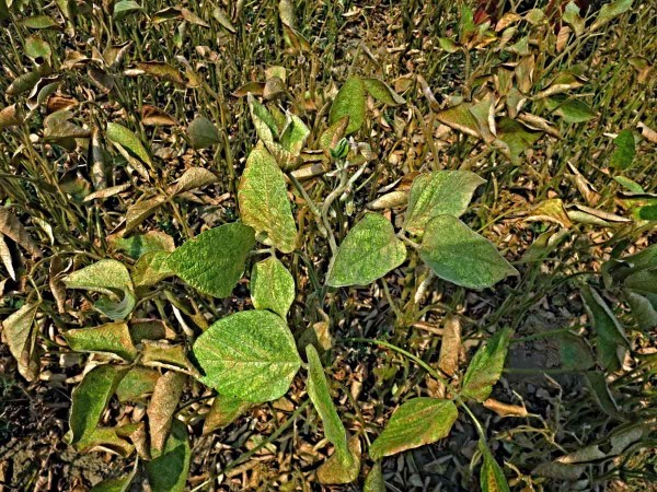 Poškození porostu sóji sviluškami Poškození porostu sóji sviluškami