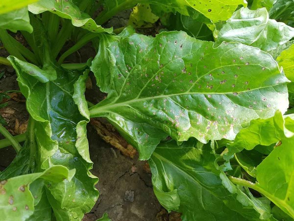 Obr. 3: Časn&yacute; v&yacute;skyt Cercospora beticola na listech 15. 6. 2019 (Opavsko)