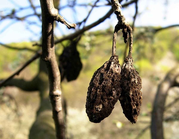 Mumifikované plody je třeba odstranit Mumifikované plody je třeba odstranit