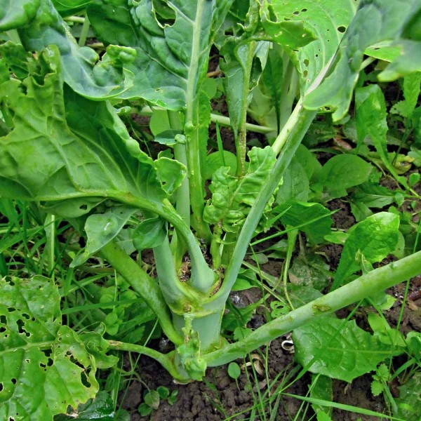 Vyslepnutí (bezsrdéčkovitost) košťálovin Vyslepnutí (bezsrdéčkovitost) košťálovin