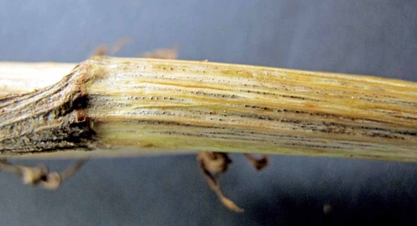 Obr. 7: Pyknidy Septoria carvi na stonku kmínu Obr. 7: Pyknidy Septoria carvi na stonku kmínu