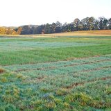 V&yacute;zkum a&nbsp;praktick&eacute; využit&iacute; travn&iacute; biomasy jako obnoviteln&eacute;ho zdroje energie