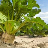 Nab&iacute;dka odrůd cukrov&eacute; řepy pro rok 2017