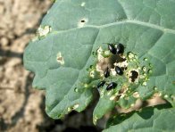 Dřepčíci na listu zelí Dřepčíci na listu zelí