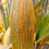 V&yacute;skyt rz&iacute; na p&scaron;enici a&nbsp;progn&oacute;za jejich roz&scaron;&iacute;řen&iacute;