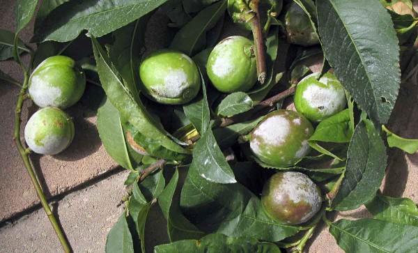 Padl&iacute; broskvoně - plod