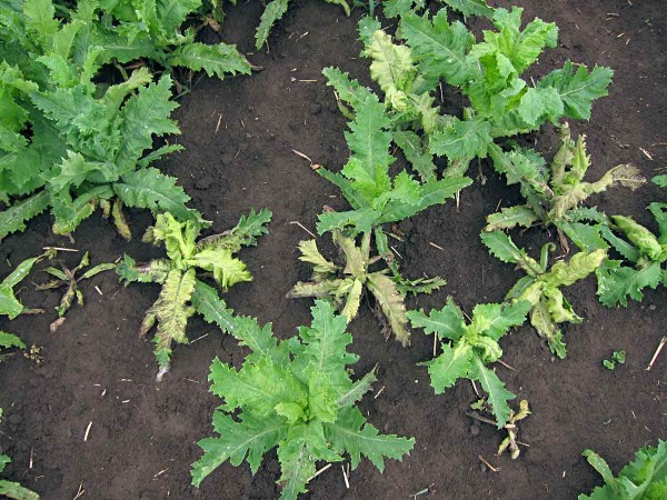 Příznaky napadení plísní máku Příznaky napadení plísní máku