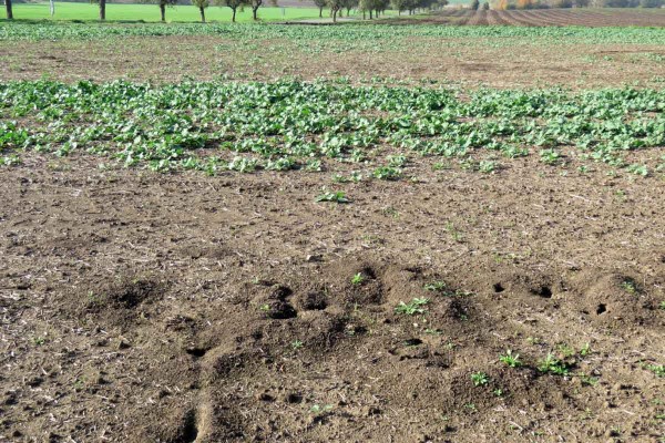 Obr. 1: Kolonie hrabošů v ozimé řepce v průběhu zimy 2019/20 na jižní Moravě Obr. 1: Kolonie hrabošů v ozimé řepce v průběhu zimy 2019/20 na jižní Moravě