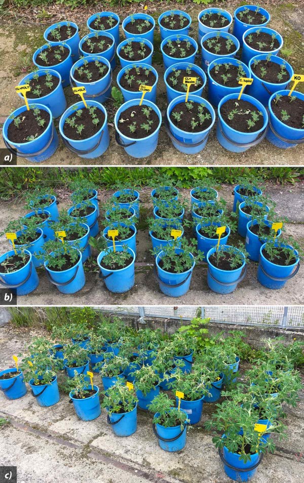 Obr. 1: N&aacute;dobov&yacute; pokus - vliv biologick&yacute;ch př&iacute;pravků aplikovan&yacute;ch na uměle infikovan&eacute; osivo lupiny b&iacute;l&eacute; (Amiga) na v&yacute;skyt antrakn&oacute;zy (Colletotrichum lupini) ve srovn&aacute;n&iacute; s&nbsp;chemicky mořen&yacute;m osivem (Maxim XL 035 FS) - a) v&nbsp;růstov&eacute; f&aacute;zi BBCH 12&ndash;13; - b) v&nbsp;růstov&eacute; f&aacute;zi BBCH 16; - c) v&nbsp;růstov&eacute; f&aacute;zi BBCH 50&ndash;51