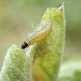 Ochrana sadů proti &scaron;kůdcům a&nbsp;patogenům v&nbsp;sadech v&nbsp;měs&iacute;ci dubnu