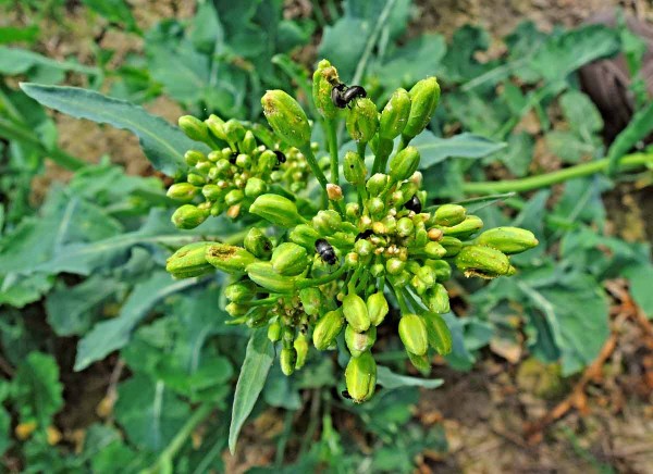 Blýskáček řepkový poškozuje poupata Blýskáček řepkový poškozuje poupata