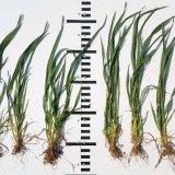 Pr&iacute;pravky Galleko - overen&eacute; a&nbsp;spoľahliv&eacute; rie&scaron;enie pre va&scaron;e porasty