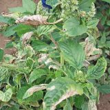 &Scaron;kůdci, choroby a&nbsp;herbicidn&iacute; pokusy v&nbsp;s&oacute;ji v&nbsp;roce 2018