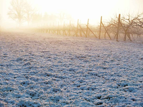 I když se v&nbsp;březnu se může je&scaron;tě do sadů vr&aacute;tit zima, n&aacute;stup jara je za dveřmi