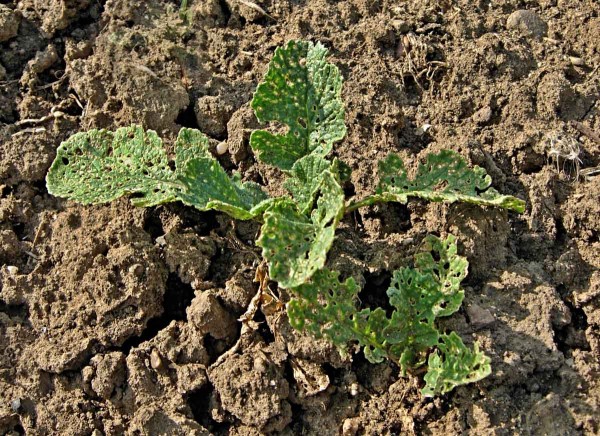 Ředkvička poškozená dřepčíky Ředkvička poškozená dřepčíky