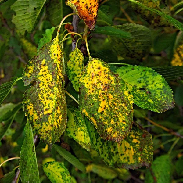 Skvrnitost listů třešně a višně Skvrnitost listů třešně a višně