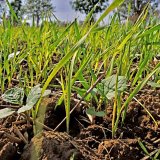 Aktu&aacute;ln&iacute; přehled ochrany poln&iacute;ch plodin - srpen a&nbsp;z&aacute;ř&iacute; 2020