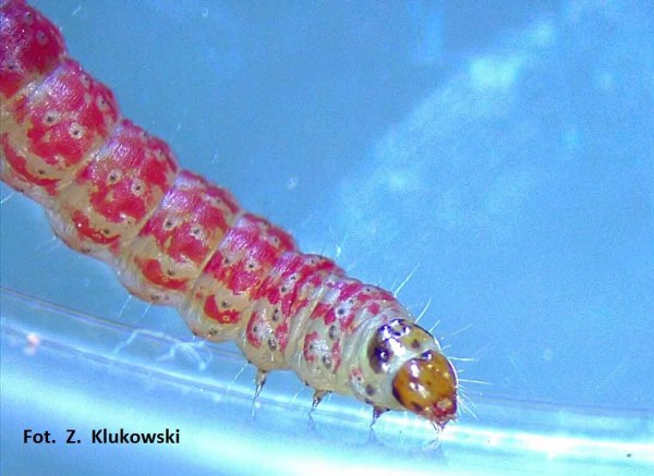 Obr. 7: Housenka makadlovky řepné (Scrobipalpa ocellatella) Obr. 7: Housenka makadlovky řepné (Scrobipalpa ocellatella)