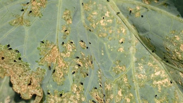 Skočky na poškodenom liste kapusty Skočky na poškodenom liste kapusty