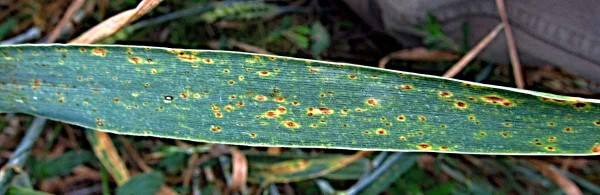 Pyrenoforov&aacute; skvrnitost p&scaron;enice (DTR)