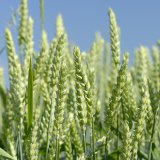 Pevn&yacute; a&nbsp;zdrav&yacute; z&aacute;klad je z&aacute;klad