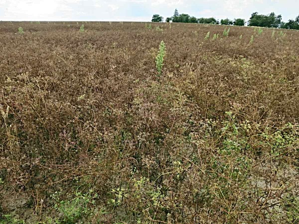 Zaplevelení kmínu znesnadňuje pěstování i sklizeň Zaplevelení kmínu znesnadňuje pěstování i sklizeň