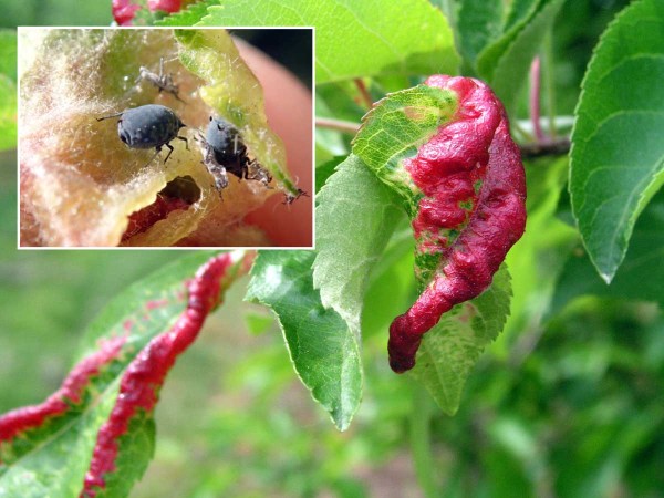 Puchýřky na mladých listech signalizují počátek aktivity vylíhlých mšic Puchýřky na mladých listech signalizují počátek aktivity vylíhlých mšic