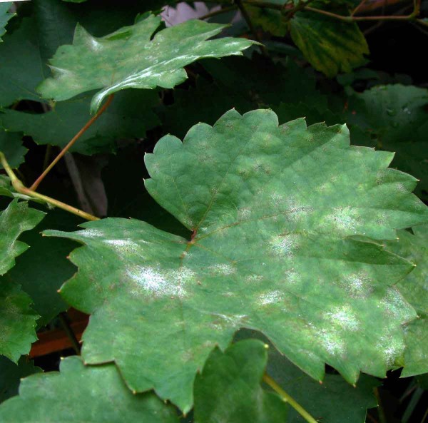 Padlí révy na listu Padlí révy na listu