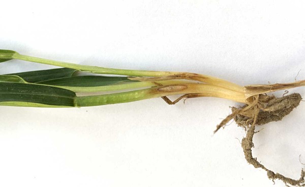 Obr. 1: St&eacute;blolam - typick&aacute; skvrna ve tvaru oka na ozim&eacute; p&scaron;enici